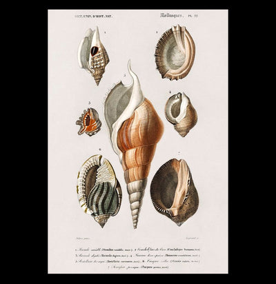 Vintage d'Orbigny Sea Shell Mollusk Print-Prints-Curious Prints-PaxtonGate