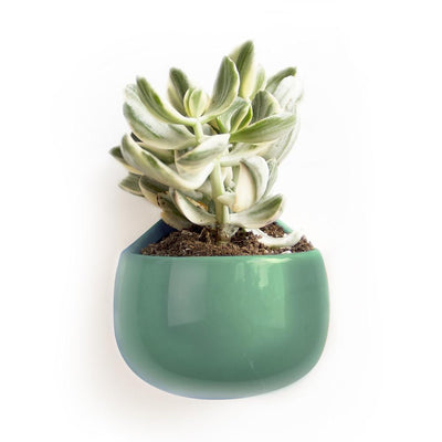 Wall Nest Planter - Paxton Gate