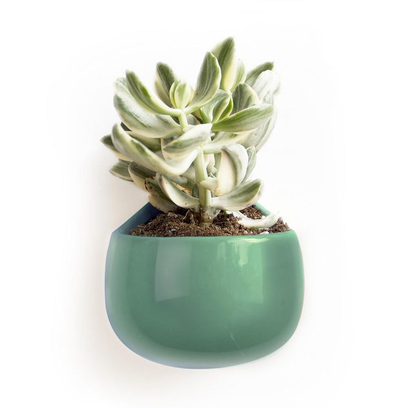 Wall Nest Planter - Paxton Gate