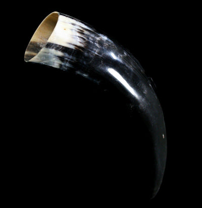 Water Buffalo Horn - Paxton Gate