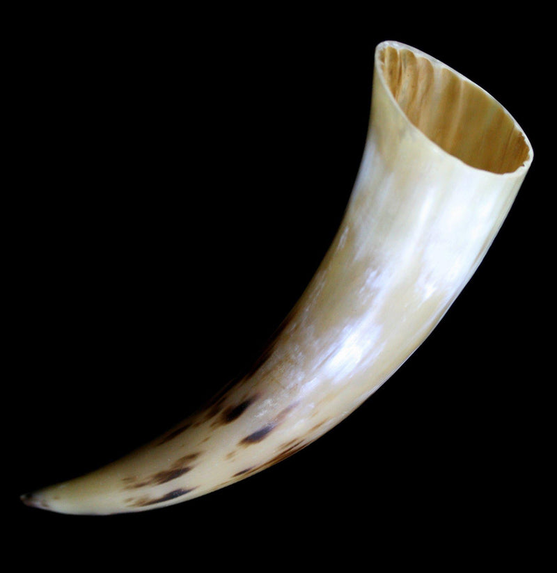 Water Buffalo Horn - Paxton Gate