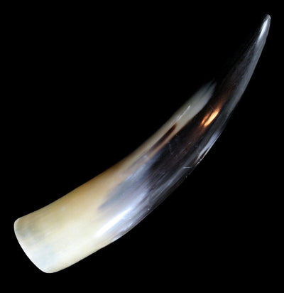 Water Buffalo Horn - Paxton Gate