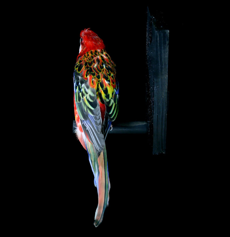 Western Rosella Taxidermy Specimen A - Paxton Gate