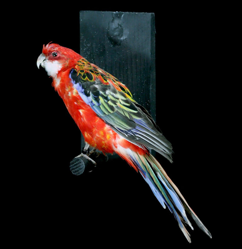 Western Rosella Taxidermy Specimen A - Paxton Gate