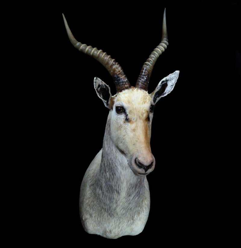 White Blesbok Taxidermy Shoulder Mount - Paxton Gate