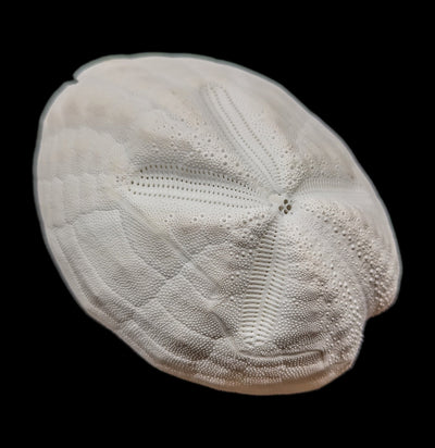 White Sea Gopher Urchin-Invertbrts-Tideline-PaxtonGate