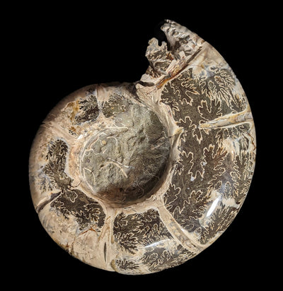 Whole Ammonite Sutured With End Chambers Specimen #1-Fossils-Enter the Earth-PaxtonGate