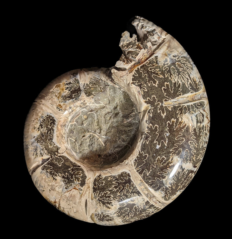 Whole Ammonite Sutured With End Chambers Specimen 