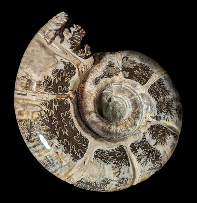 Whole Ammonite Sutured With End Chambers Specimen #1-Fossils-Enter the Earth-PaxtonGate