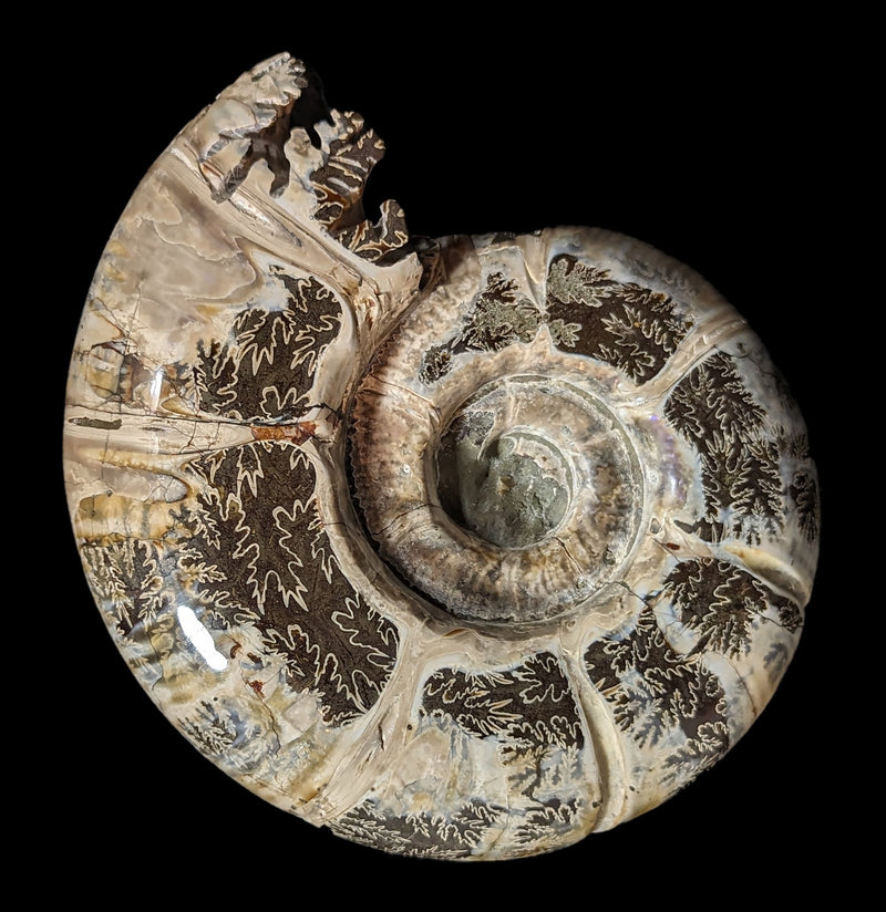 Whole Ammonite Sutured With End Chambers Specimen 