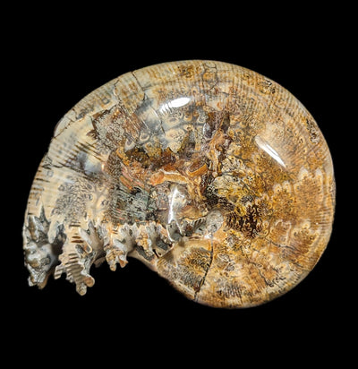 Whole Ammonite Sutured With End Chambers Specimen #3-Fossils-Enter the Earth-PaxtonGate