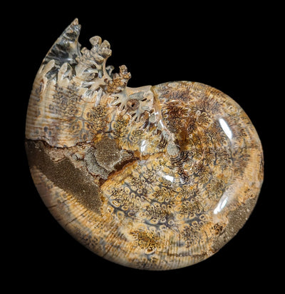 Whole Ammonite Sutured With End Chambers Specimen #3-Fossils-Enter the Earth-PaxtonGate