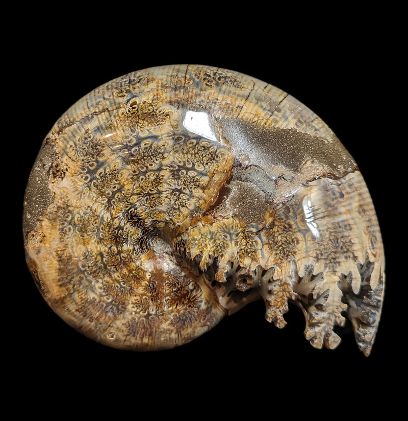 Whole Ammonite Sutured With End Chambers Specimen 