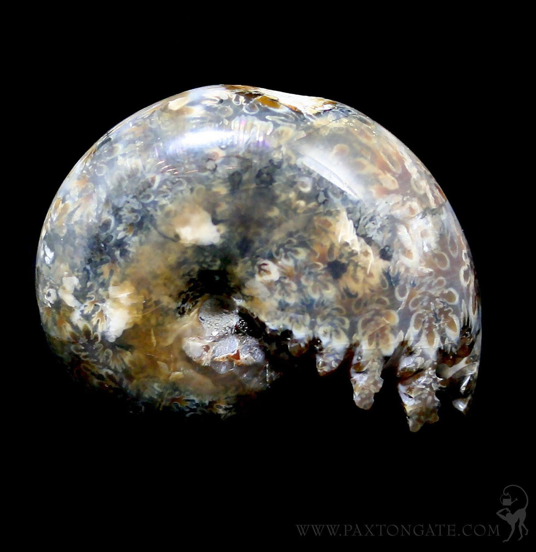 Whole Ammonite Sutured With End Chambers For Sale | Paxton Gate