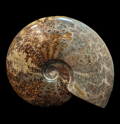 Whole Sutured Polished Ammonite Fossil Specimen-Minerals-Madagascar Treasures-PaxtonGate