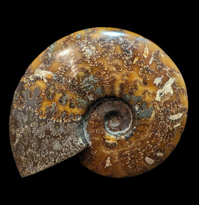 Whole Sutured Polished Ammonite Fossil Specimen-Minerals-Madagascar Treasures-PaxtonGate