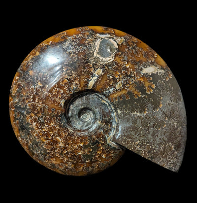 Whole Sutured Polished Ammonite Fossil Specimen-Minerals-Madagascar Treasures-PaxtonGate