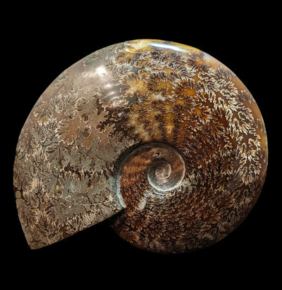 Whole Sutured Polished Ammonite Fossil Specimen-Minerals-Madagascar Treasures-PaxtonGate