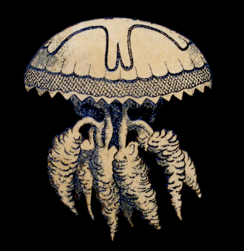 Wide Birch Wood Jellyfish Magnet - Paxton Gate