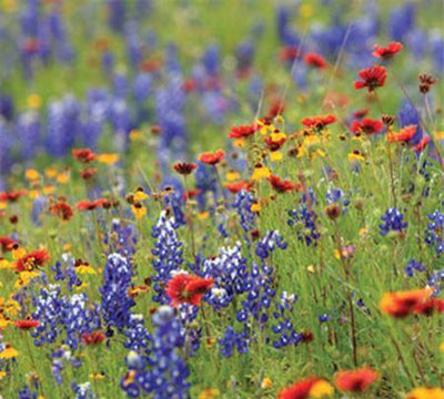 Wildflower Bar Soap - Paxton Gate