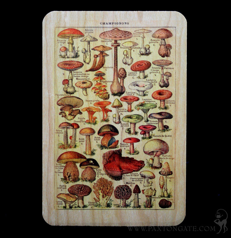 Wooden Mushroom Postcard - Paxton Gate