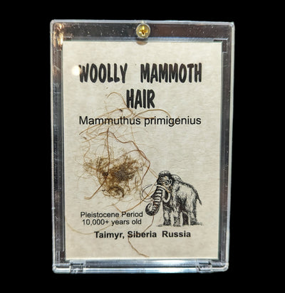 Woolly Mammoth Hair in Acrylic-Fossils-Timberline Creations-PaxtonGate