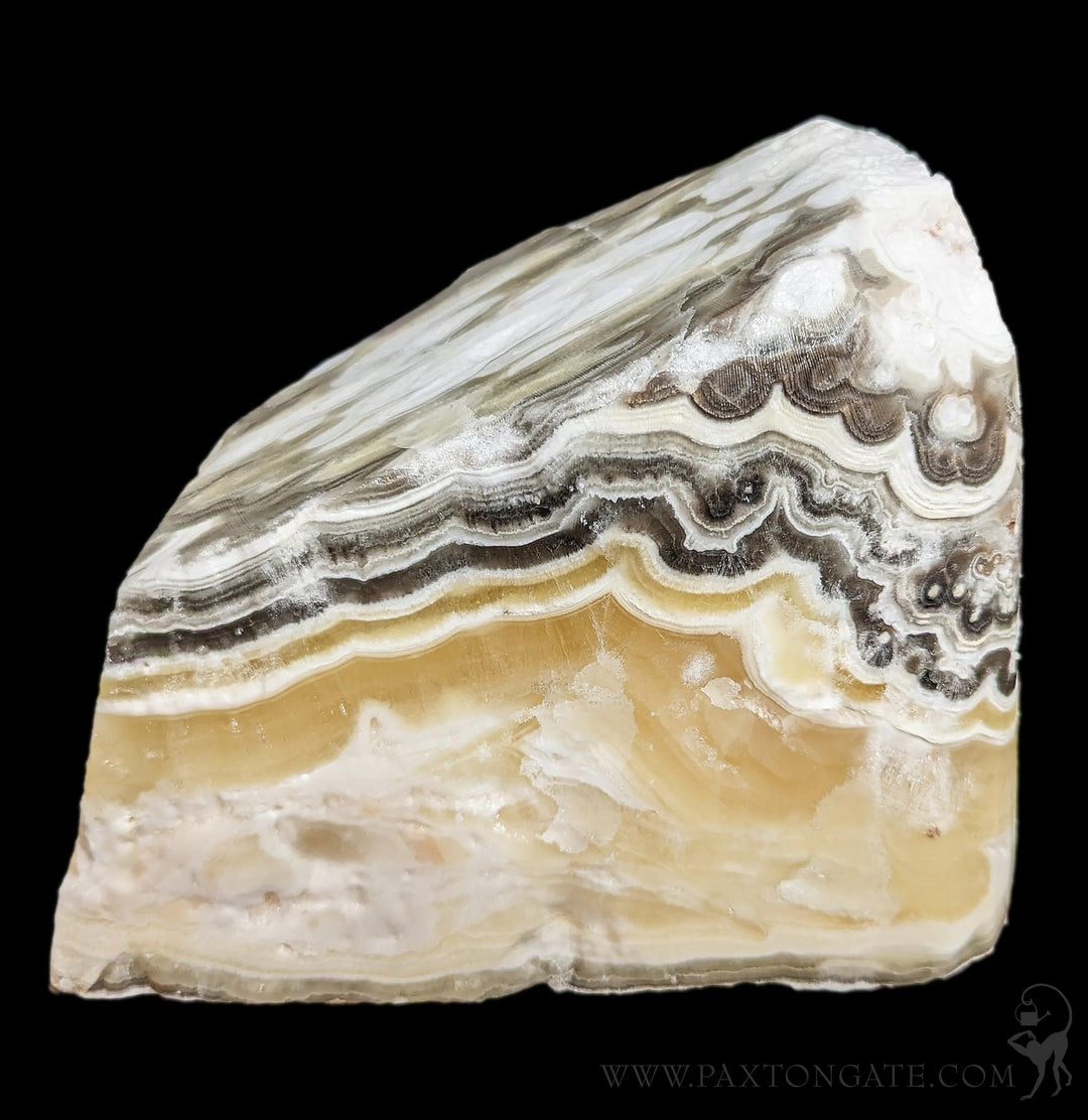 Billbergia Calcite 子株付き 現品】ビルベルギア・カルサイト Billbergia Calcite ('Domingos