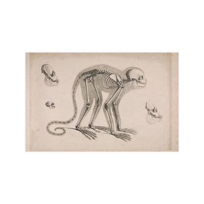 Monkey Skeleton Matte Poster - Paxton Gate