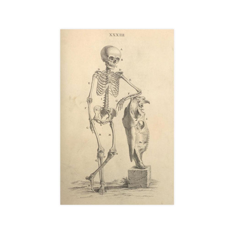 Human Skeleton And Horse Skull Matte Poster - Paxton Gate