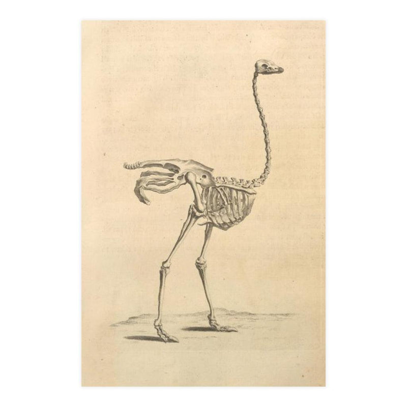 Ostrich Skeleton Matte Poster - Paxton Gate