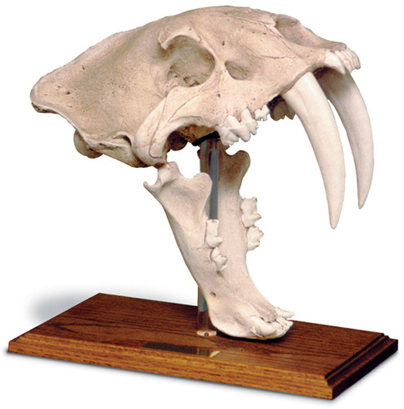 Saber Tooth Cat Skull Replica With Stand - Paxton Gate