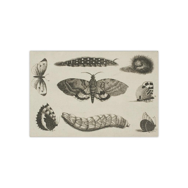 Three Caterpillars, a Moth, and Butterflies Satin Poster - Paxton Gate