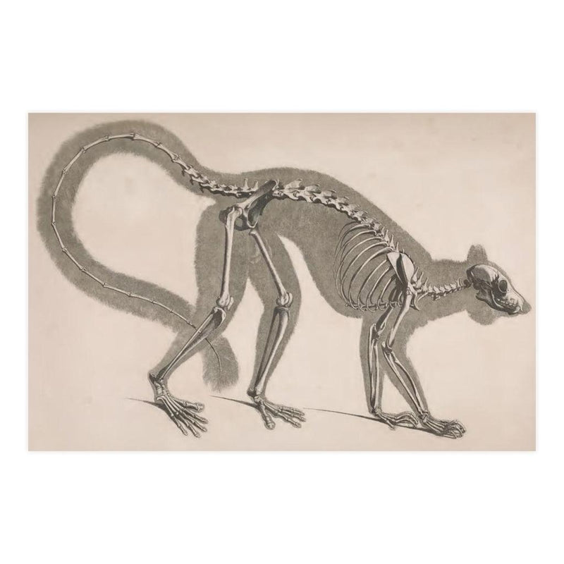 Lemur Skeleton Matte Poster - Paxton Gate
