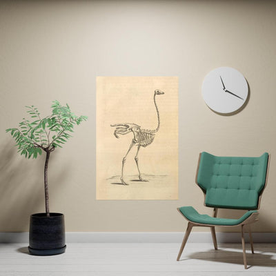 Ostrich Skeleton Matte Poster - Paxton Gate