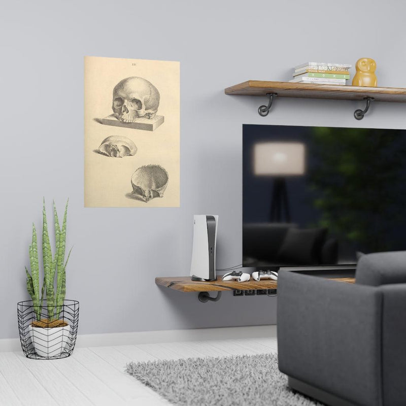 Human Skull Diagram Matte Poster - Paxton Gate