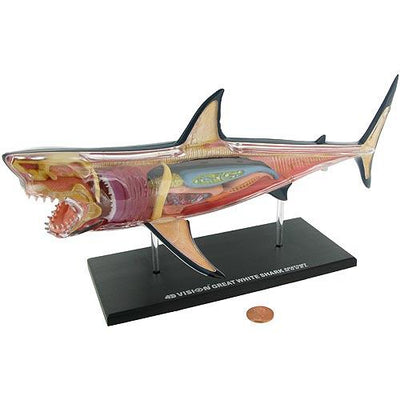 4D Vision Great White Shark Model - Paxton Gate