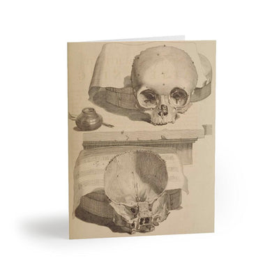 Bisected Human Skull Greeting Card Pack - Paxton Gate