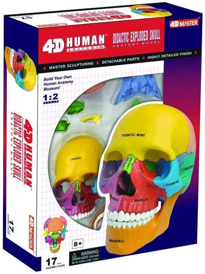 4D Didactic Exploded Skull Interactive Model - Paxton Gate