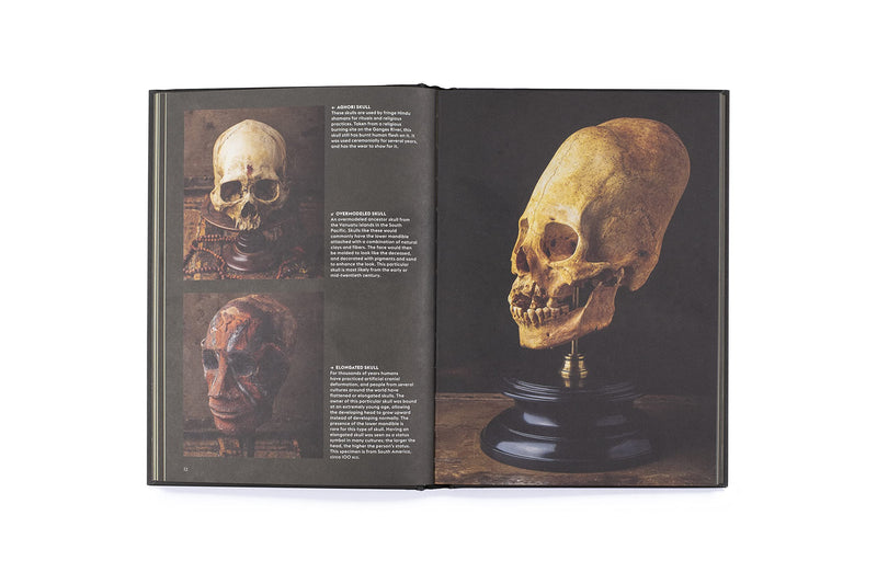 Skulls: Portraits of the Dead and the Stories They Tell - Paxton Gate