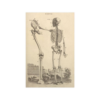 Human Skeleton And Large Leg Bone Matte Poster - Paxton Gate