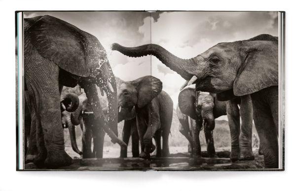 Elephants In Heaven - Paxton Gate