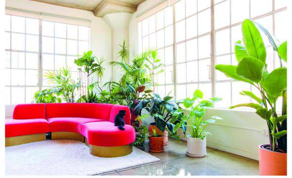 Ultimate Wonder Plant: Your Urban Jungle Interior - Paxton Gate