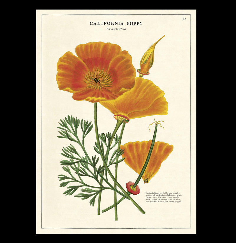 California Poppy Poster Wrap - Paxton Gate