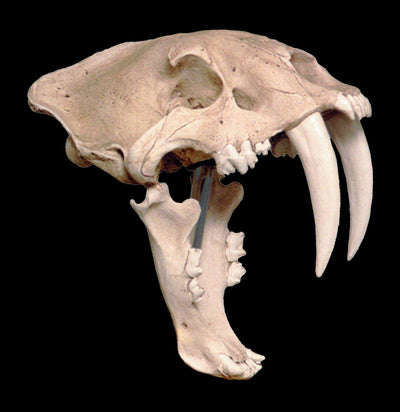 Saber Tooth Cat Skull Replica With Stand - Paxton Gate