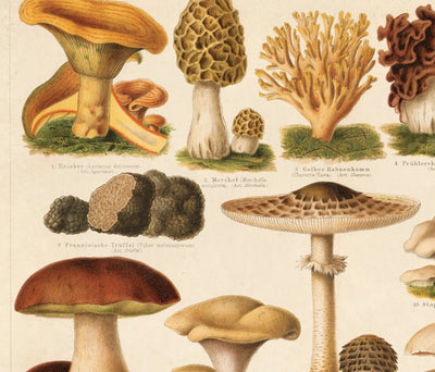Vintage German Pilze Mushroom Print - Paxton Gate