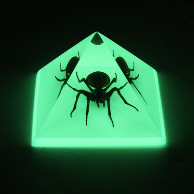 Spider in Glow in the Dark Pyramid - Paxton Gate