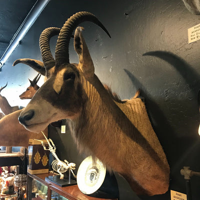 Roan Antelope Taxidermy Mount - Paxton Gate