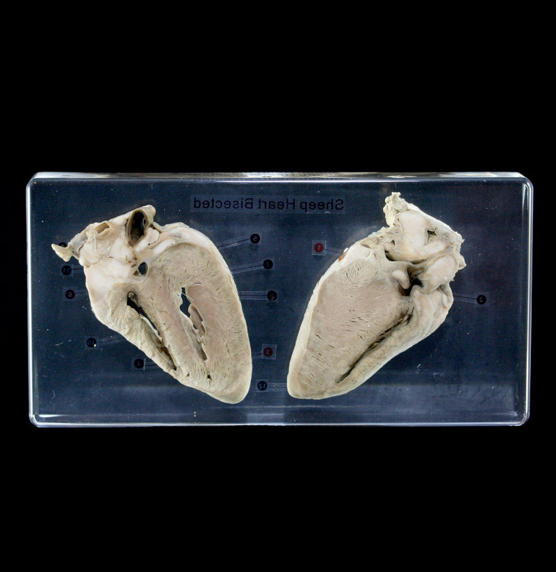 Sheep Heart Bisection in Acrylic - Paxton Gate