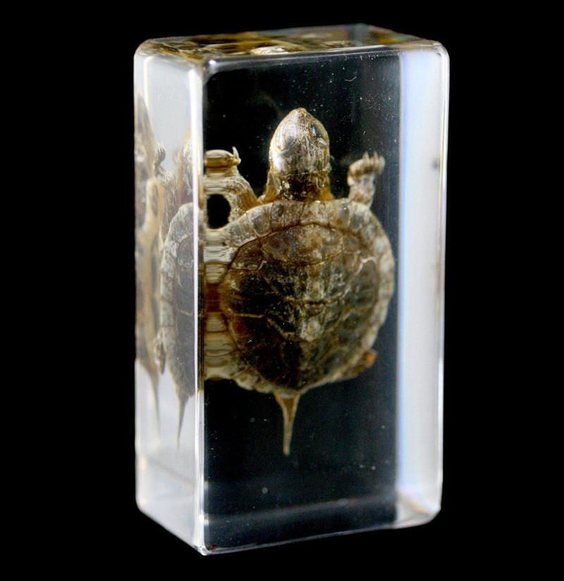 Turtle In Resin - Paxton Gate
