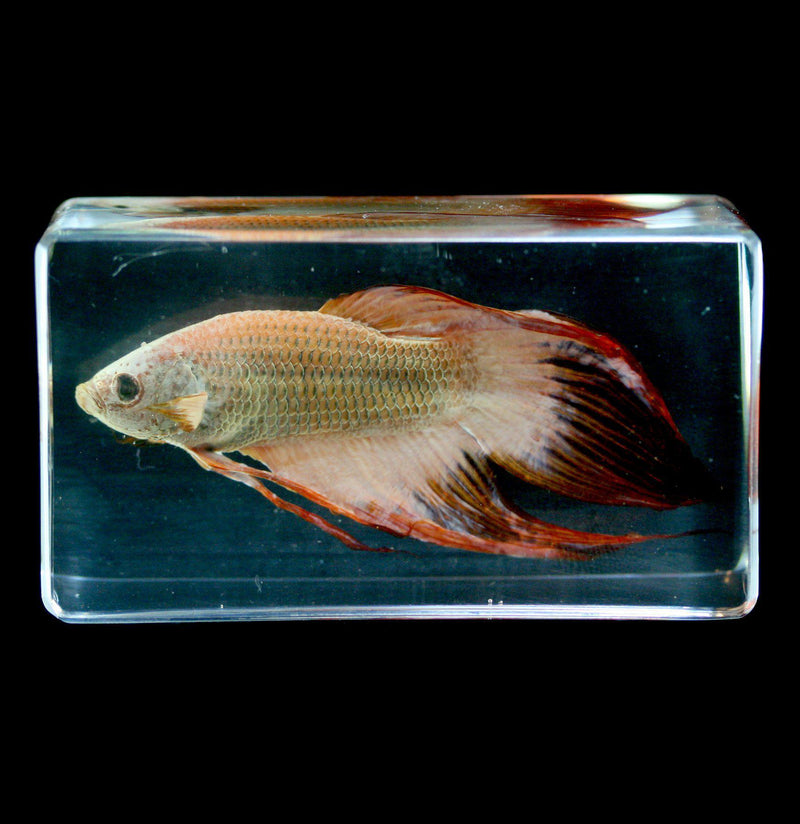 Siamese Fighting Fish In Acrylic - Paxton Gate